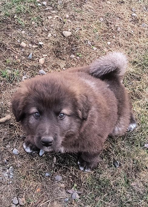 Malamute German Shepard mix