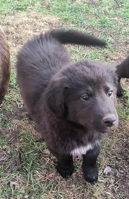 Malamute German Shepard mix