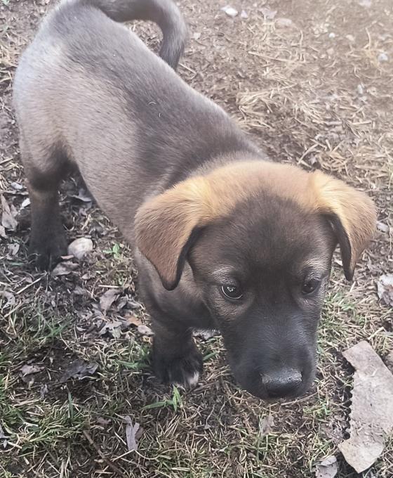 Malamute German Shepard mix
