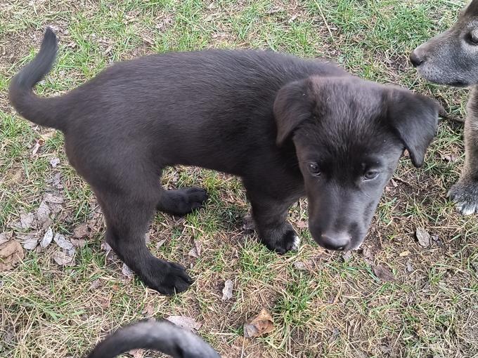Malamute German Shepard mix