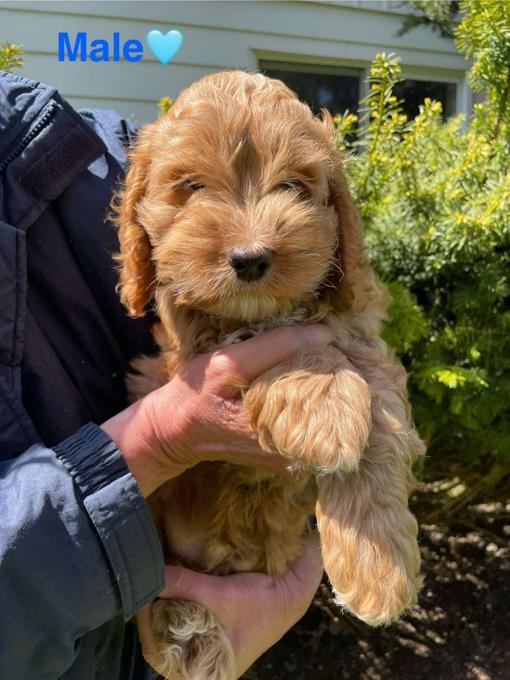 Cockapoo