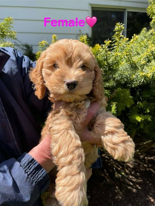 Cockapoo