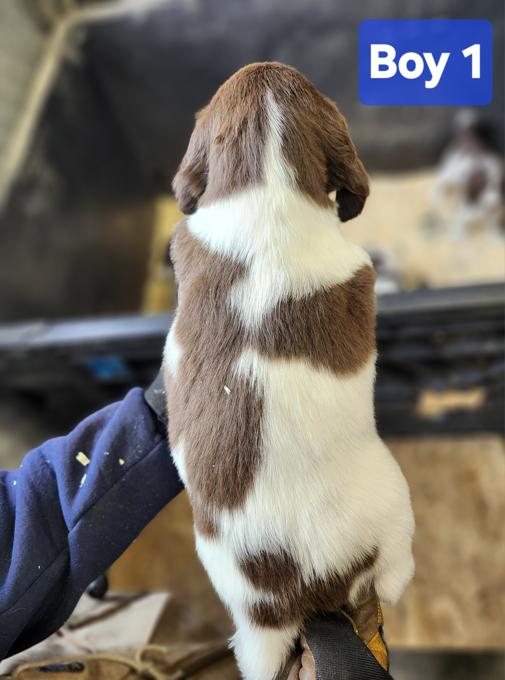 Field bred english springer spaniel 