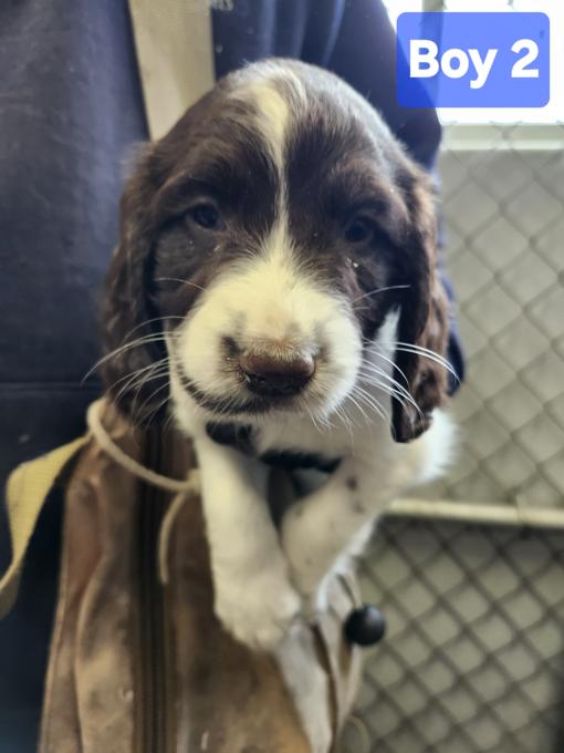 Field bred english springer spaniel 