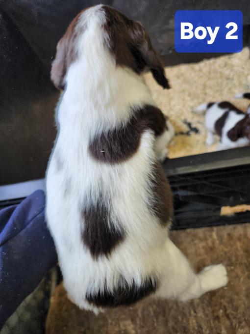 Field bred english springer spaniel 