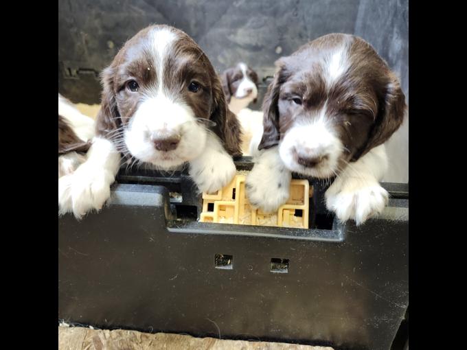 Field bred english springer spaniel 