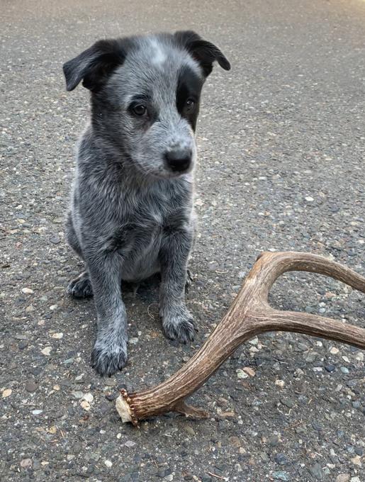Heeler X