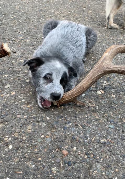 Heeler X
