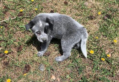 Heeler X