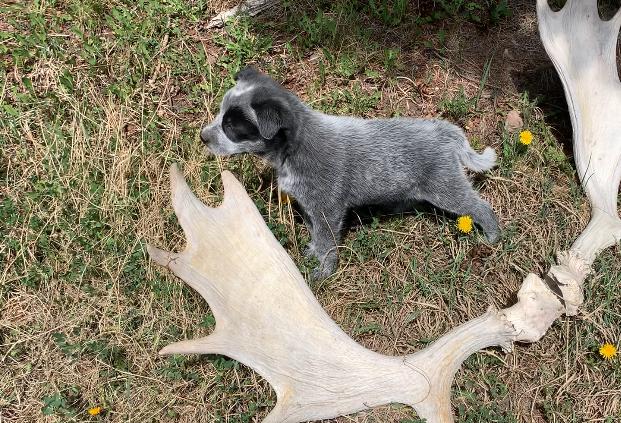 Heeler X