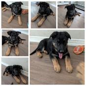 German Shepard