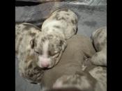American Bully
