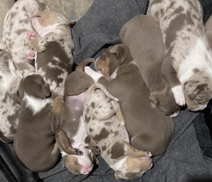 American Bully