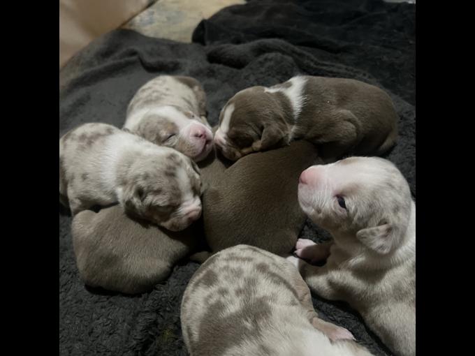 American Bully