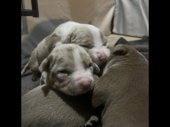 American Bully