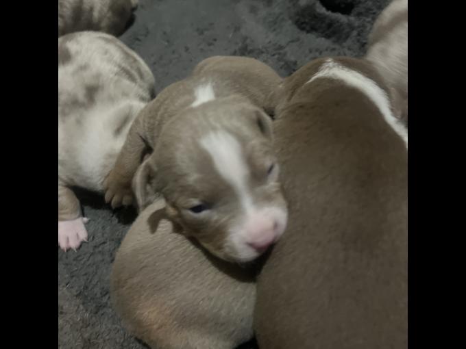 American Bully