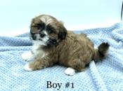 Shihtzu