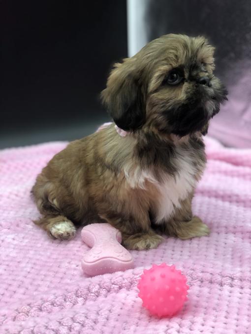 Shihtzu