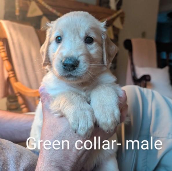 Golden Retriever