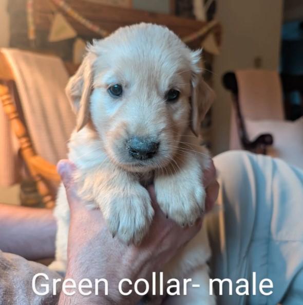 Golden Retriever