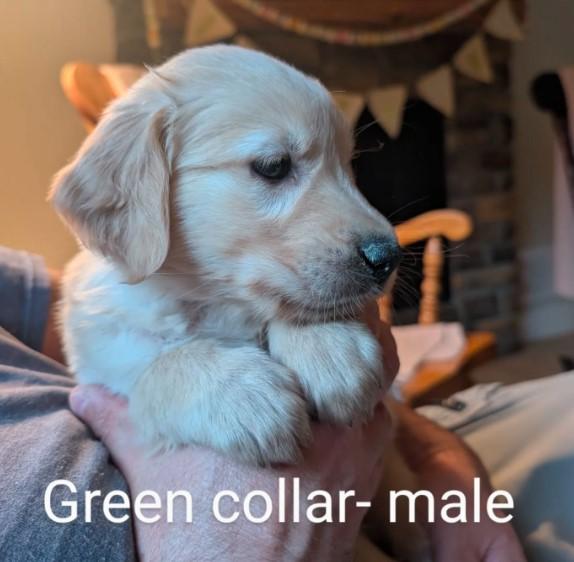 Golden Retriever
