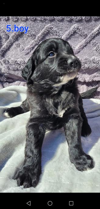 Goldendoodle /st bernard