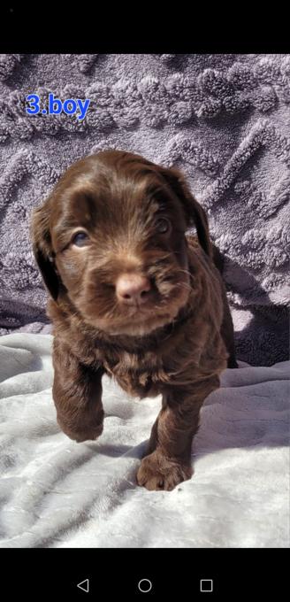 Goldendoodle /st bernard