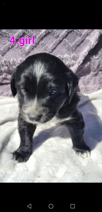 Goldendoodle /st bernard