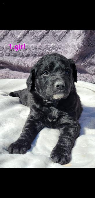 Goldendoodle /st bernard