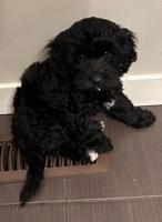Poodle