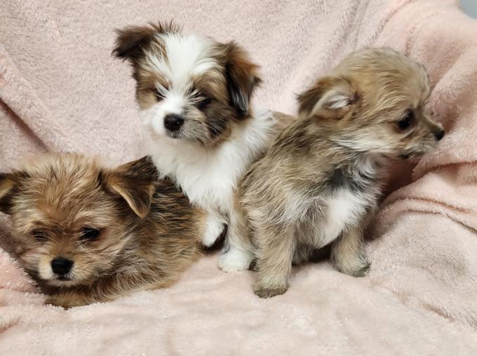 Yorkie x Pomeranian