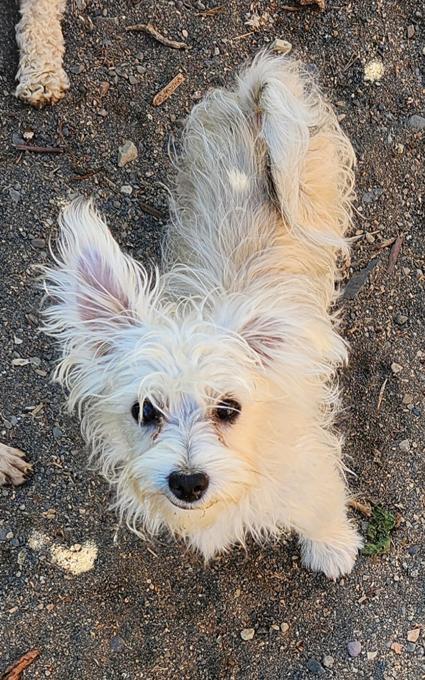Yorkie x Pomeranian