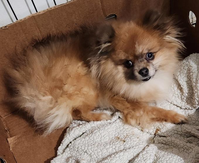 Yorkie x Pomeranian