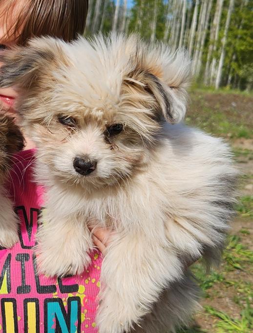 Yorkie x Pomeranian