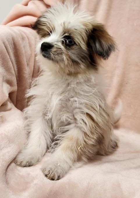 Yorkie x Pomeranian