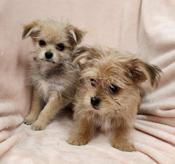 Yorkie x Pomeranian