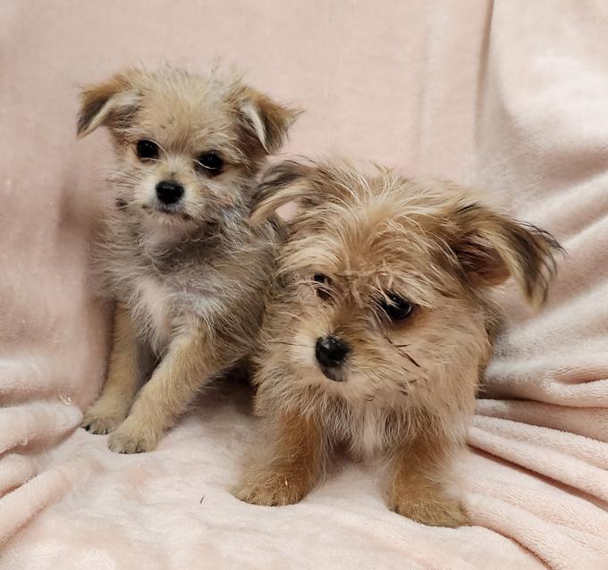Yorkie x Pomeranian