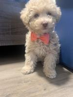 Toy poodle