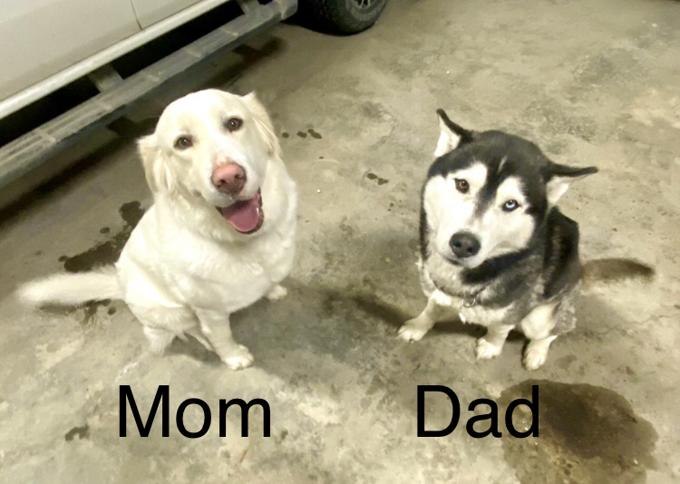 Husky and great Pyrenees