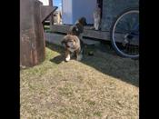 American akita cross