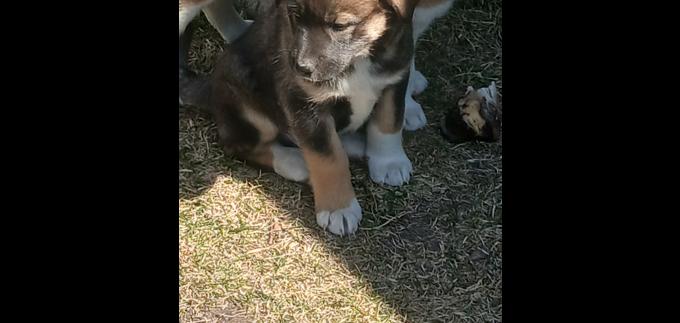 American akita cross