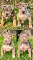 American bully