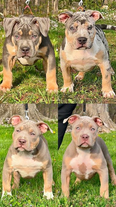 American bully