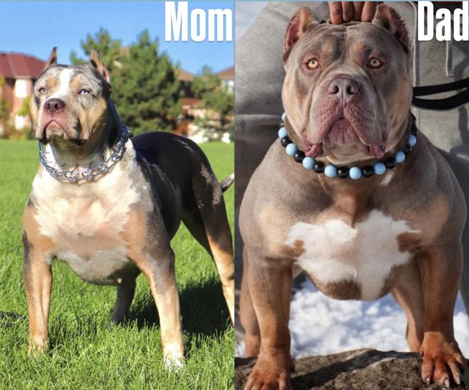 American bully