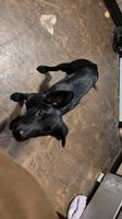 Lab Border Collie