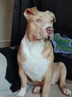 American Bully