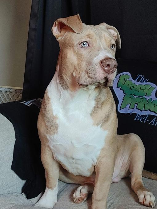 American Bully