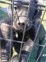 Lab mix