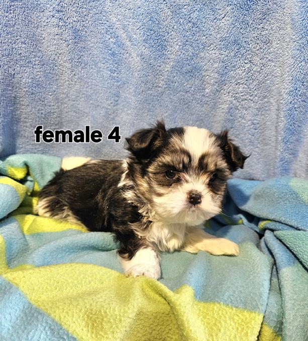 Maltese Shih Tzu