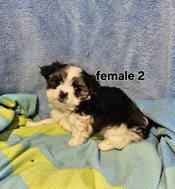 Maltese Shih Tzu